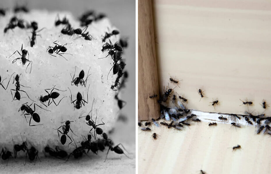 Las 3 trampas más eficaces para eliminar las hormigas de casa y balcón para siempre
