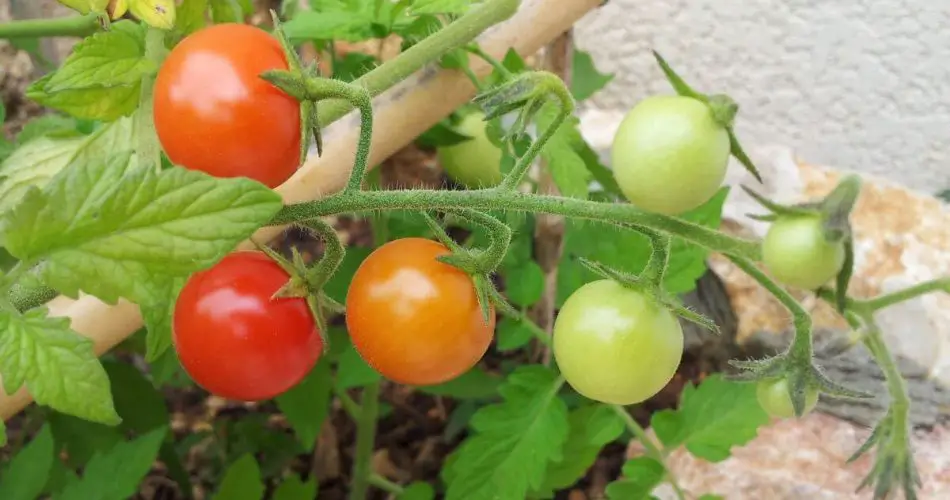 Cómo cultivar tomates cherry o tomates cocktail