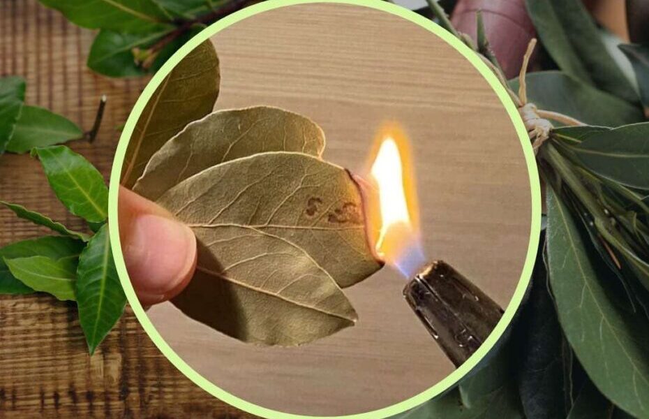 Hojas de laurel, cada uno las quema en su propia casa: lo que suceda les sorprenderá