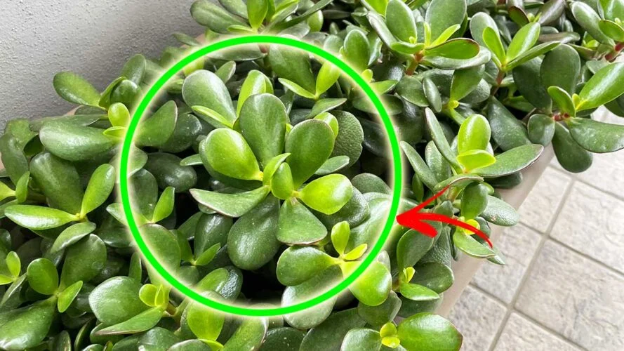 DÓNDE COLOCAR EL ÁRBOL DE JADE EN LA CASA