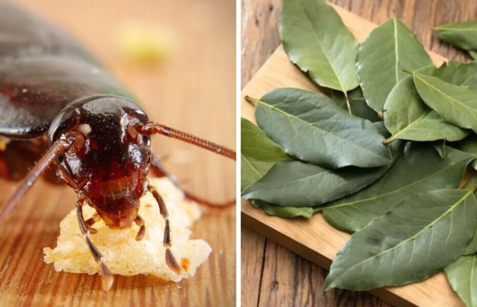 3 trampas caseras que eliminan las cucarachas para siempre (sin productos tóxicos)