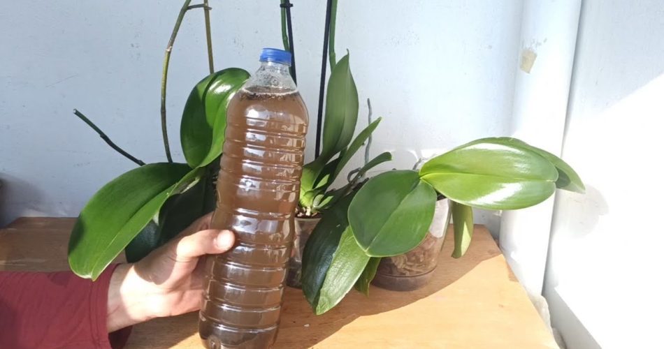 Haz que las orquídeas florezcan abundantemente
