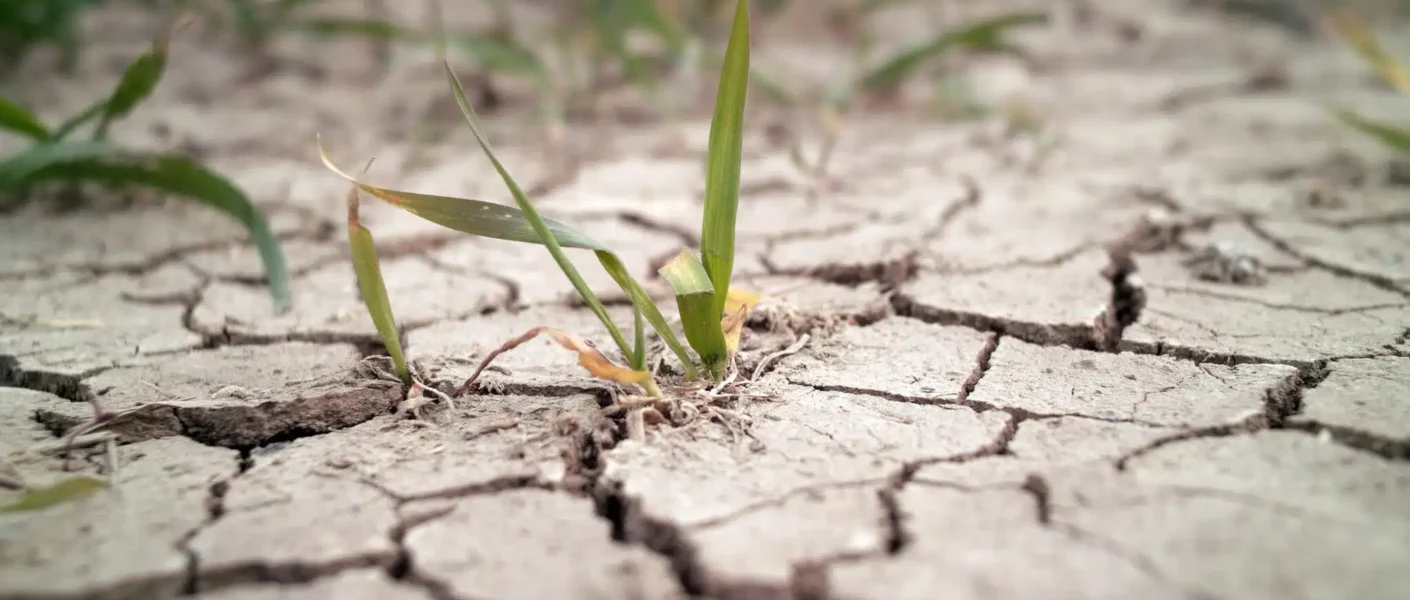 No más suelo seco y duro a pesar del riego: ¡el secreto de los jardineros para decir adiós al suelo muerto y agrietado!