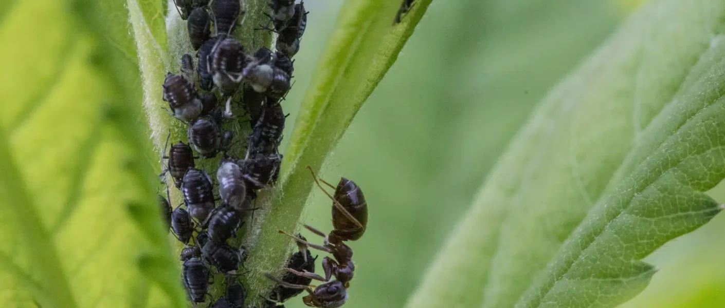 Detén a los pulgones: ¡estas plantas repelentes son sus enemigos jurados y los alejarán de tu jardín para siempre!